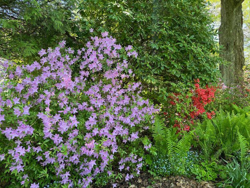 Find Color in the Garden Beds Find Color in the Garden Beds