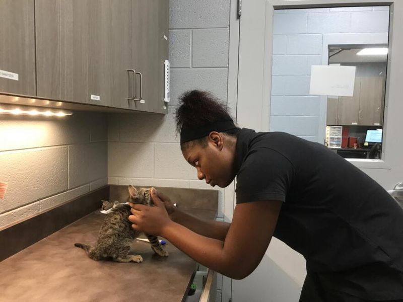 Forsyth Humane Society - Winston-Salem Forsyth Humane Society - Winston-Salem