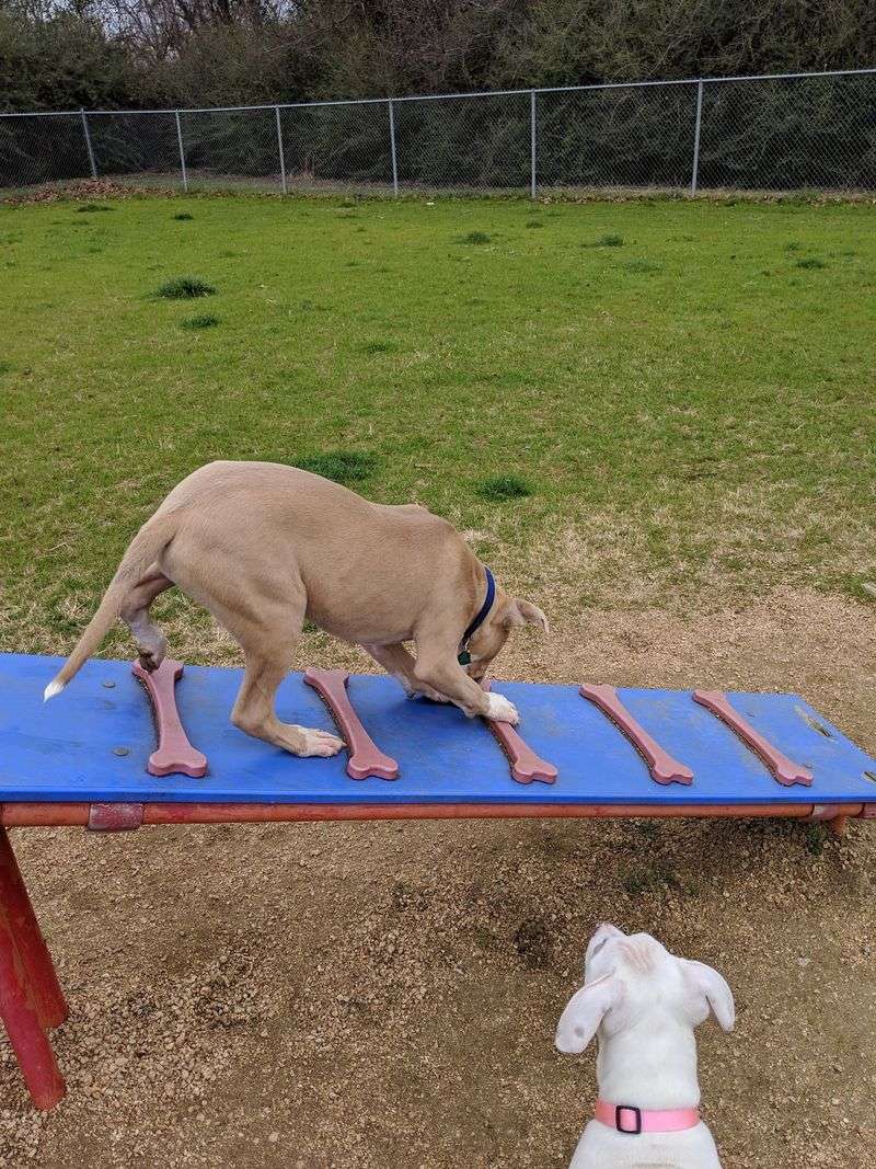 Fort Woof Dog Park (Fort Worth) Fort Woof Dog Park (Fort Worth)