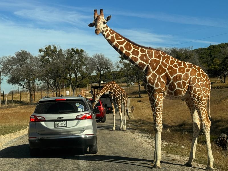 Fossil Rim Wildlife Center (Glen Rose)