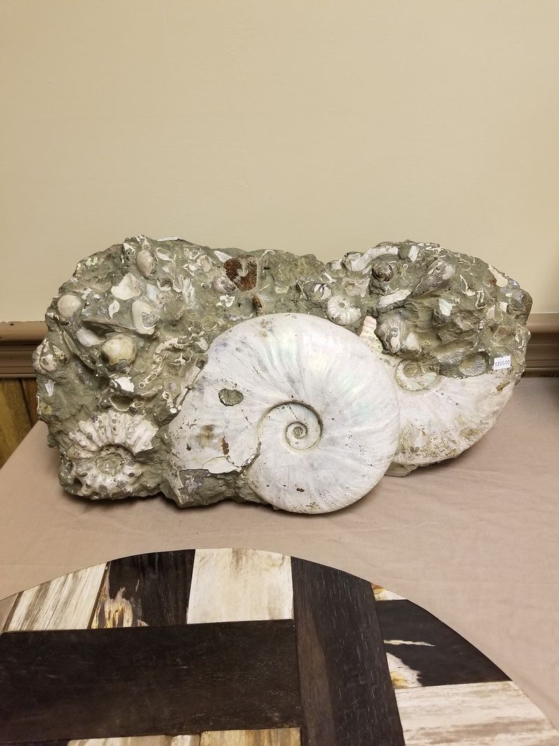 Fossils That Tell Ancient Stories Fossils That Tell Ancient Stories