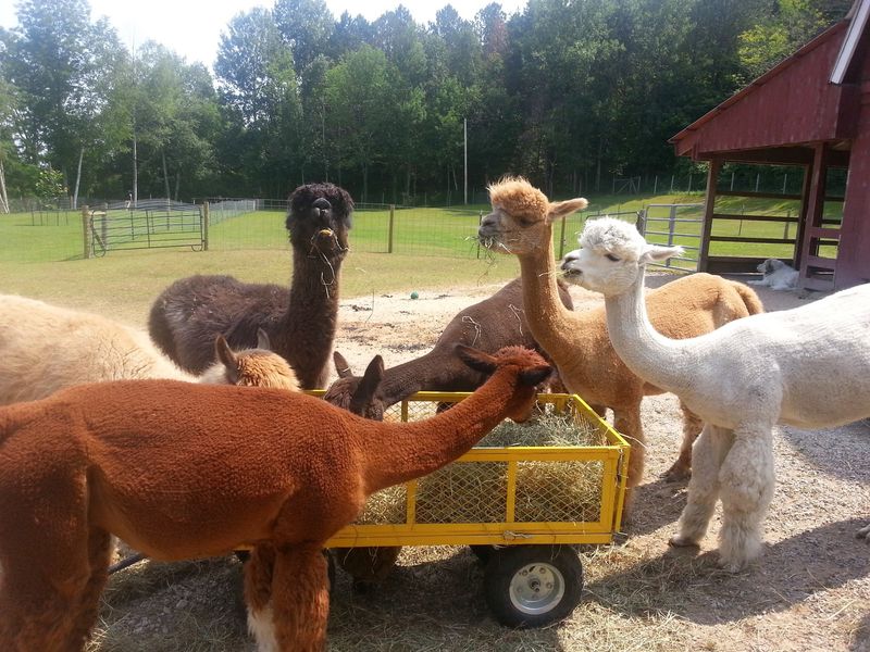 Frankfort's fluffiest detour earns its own place on the map