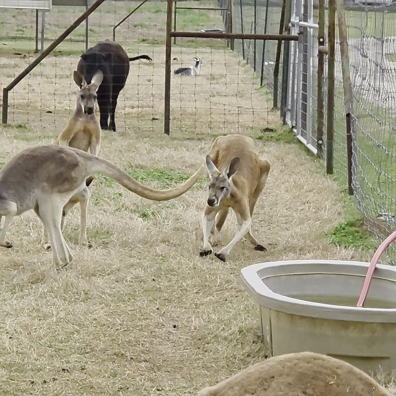 Franklin Drive Thru Safari (Franklin)