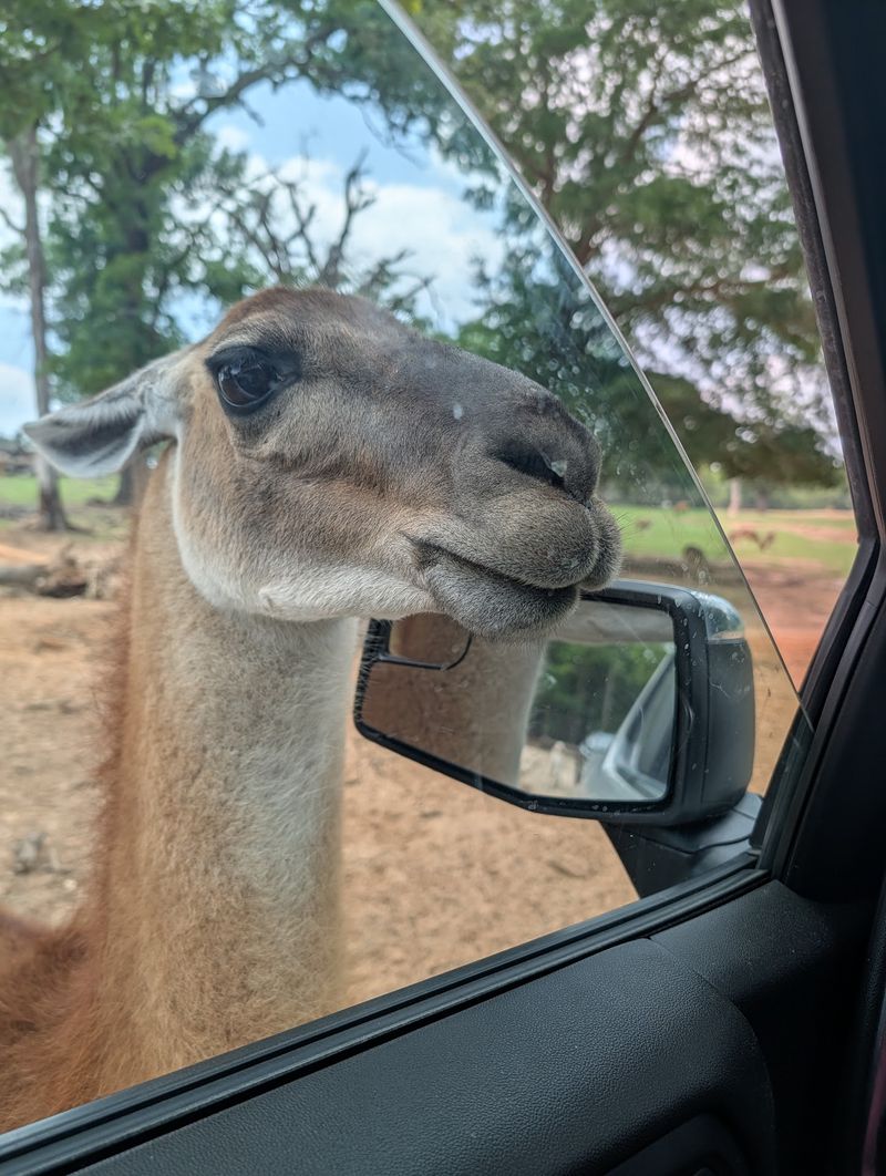 Franklin Drive Thru Safari (Franklin) Franklin Drive Thru Safari (Franklin)