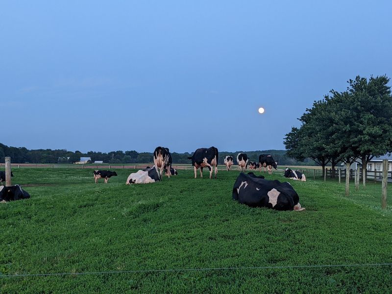 Fresh Scoops From A Working Dairy Farm Fresh Scoops From A Working Dairy Farm