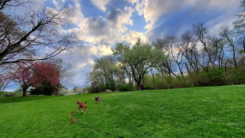 Frick Park Off-Leash Exercise Area