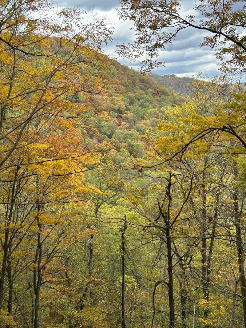 Frozen Head State Park - Lookout Tower Trail, Wartburg Frozen Head State Park - Lookout Tower Trail, Wartburg
