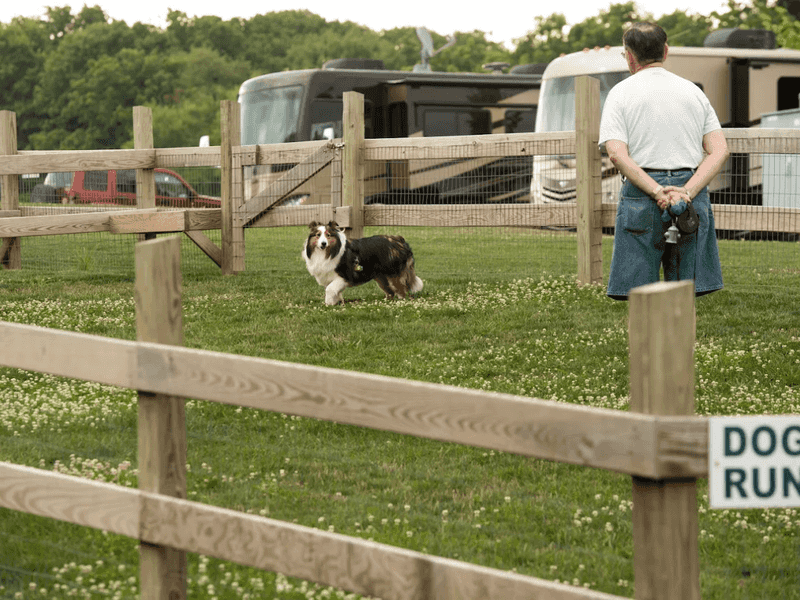 Fun for Four-Legged Family Members