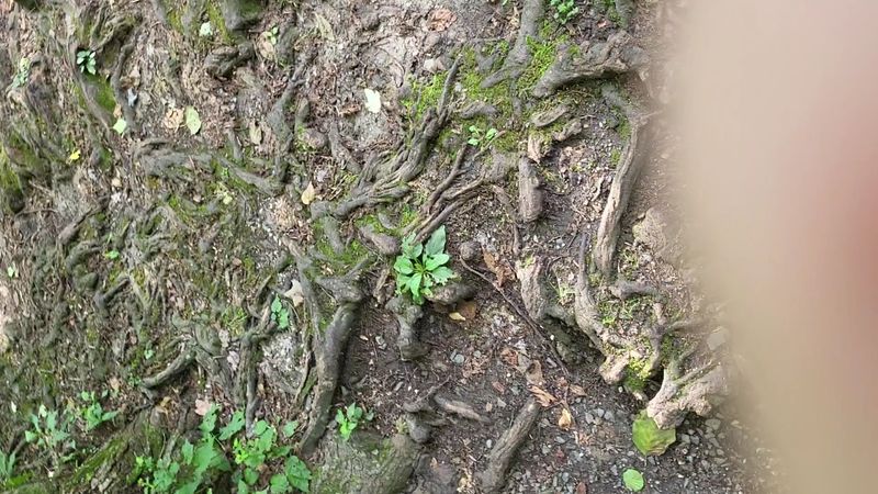 Fungi, Moss, and the Quiet Magic of Forest Decay Fungi, Moss, and the Quiet Magic of Forest Decay
