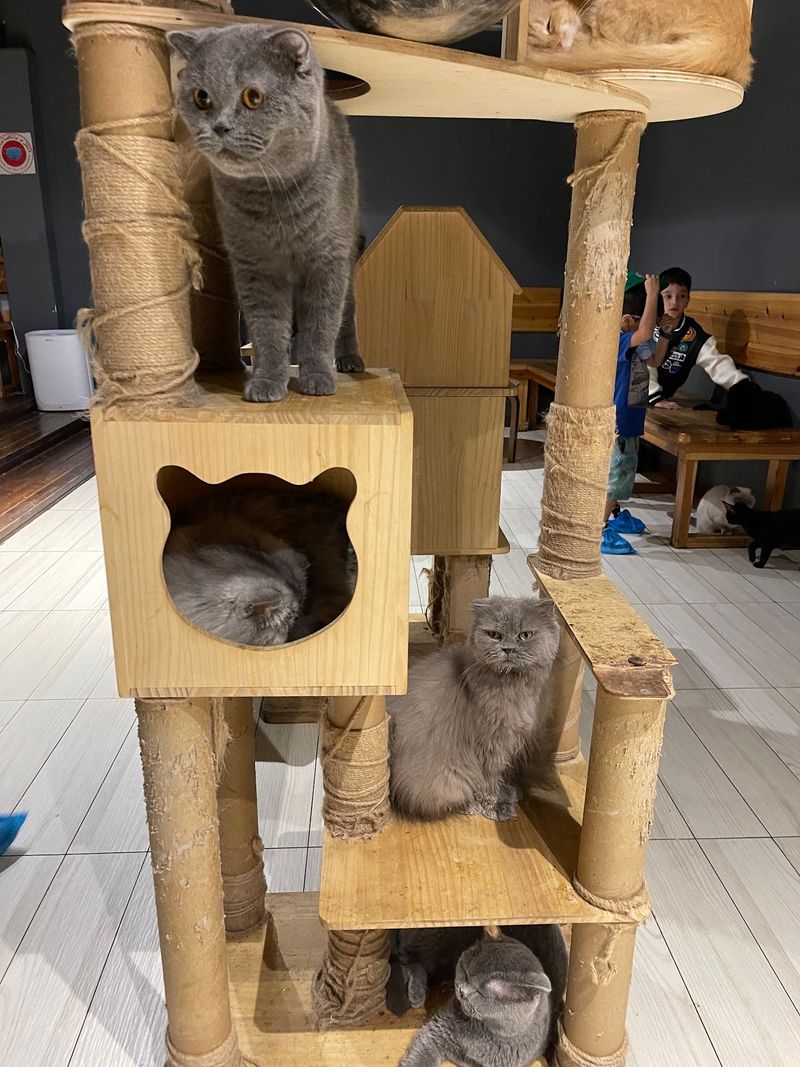 Garden City, Michigan Has a Cafe With an Adoption Angle Garden City, Michigan Has a Cafe With an Adoption Angle