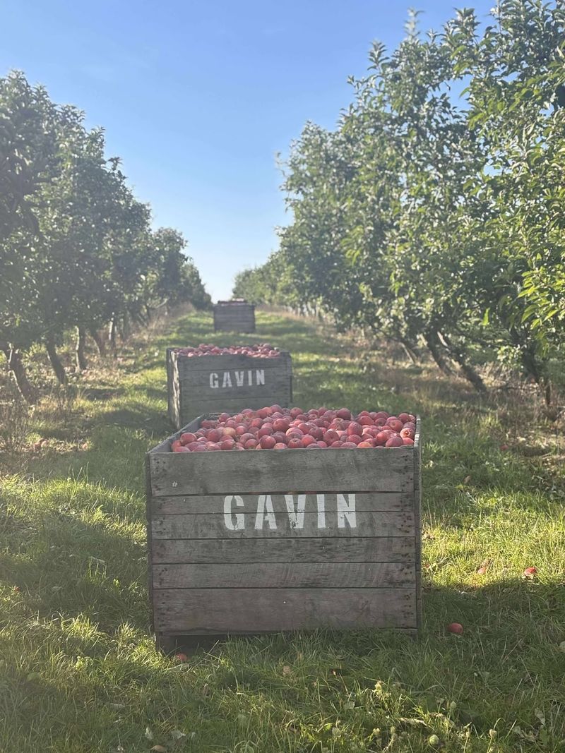 Gavin Orchards - Coopersville Gavin Orchards - Coopersville