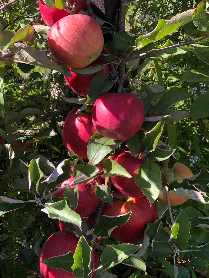 Geig’s Orchard, Seville Geig’s Orchard, Seville