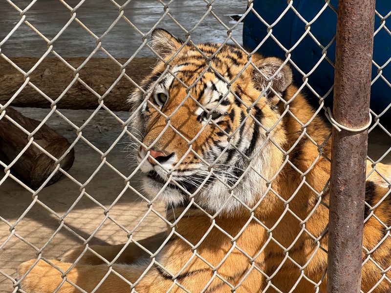 Get Face-to-Face with Lions, Tigers, and More Exotic Felines