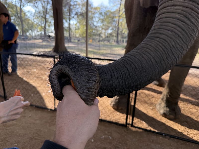 Getting Hands-On With Gentle Giants