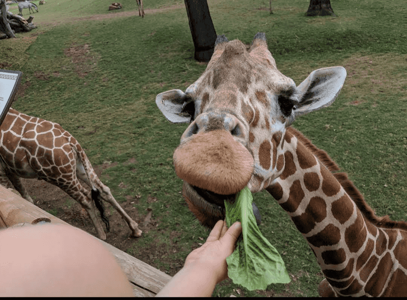 Giraffe Feeding Experience That Gets You Face-to-Face With Gentle Giants Giraffe Feeding Experience That Gets You Face-to-Face With Gentle Giants