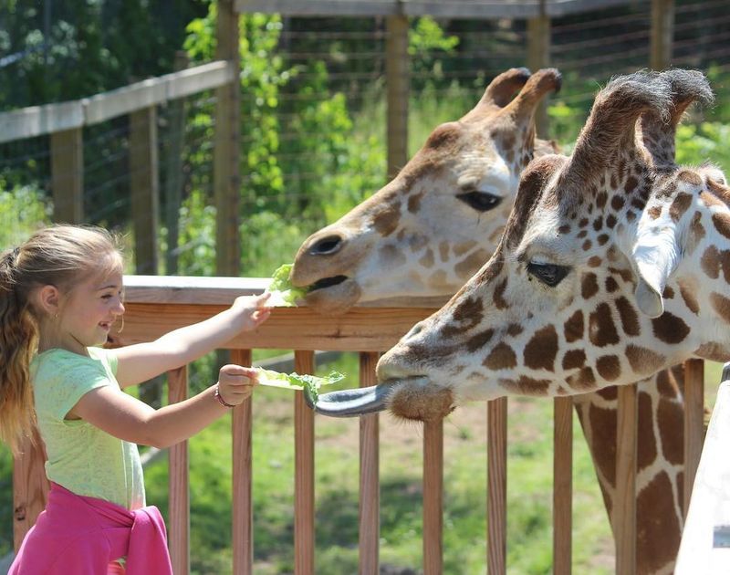 Giraffe Feedings Steal the Show
