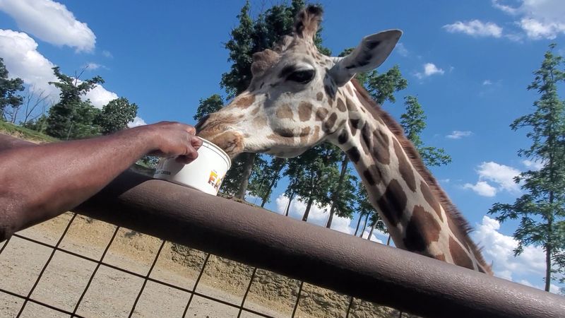 Giraffes Add a Wow Moment You Will Not Forget Giraffes Add a Wow Moment You Will Not Forget