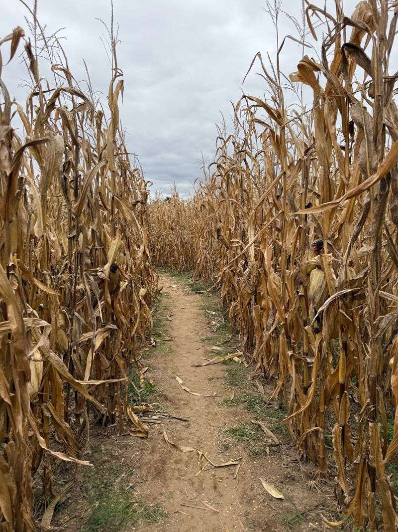 Give the Corn Maze Its Own Time Slot