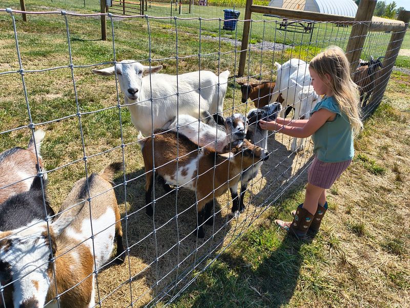 Goats, Sunflowers, and Extra Farm Charm Goats, Sunflowers, and Extra Farm Charm
