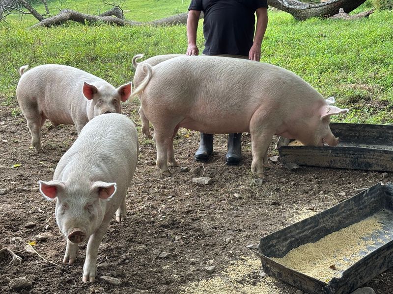Grass-Fed Lamb and Forest-Raised Pork