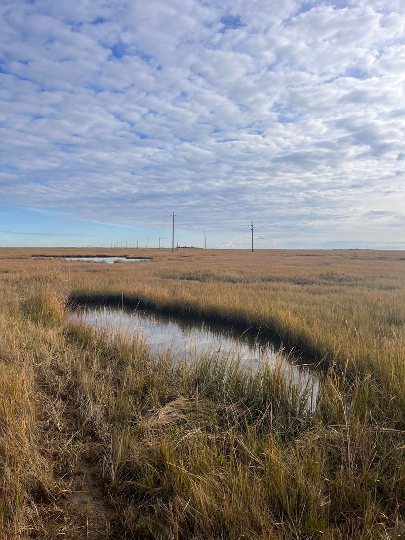 Great Bay Boulevard Wildlife Management Area - Little Egg Harbor Township