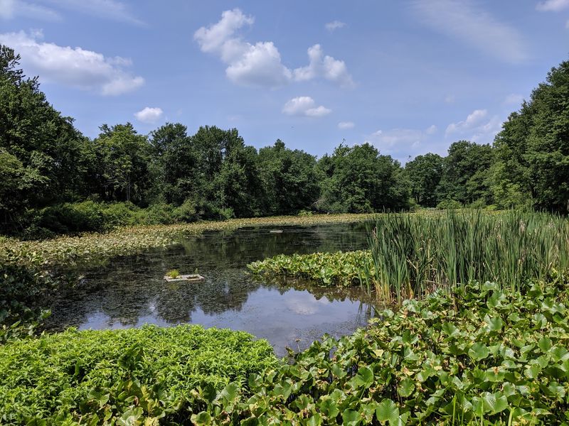 Great Swamp National Wildlife Refuge - Morris County Great Swamp National Wildlife Refuge - Morris County