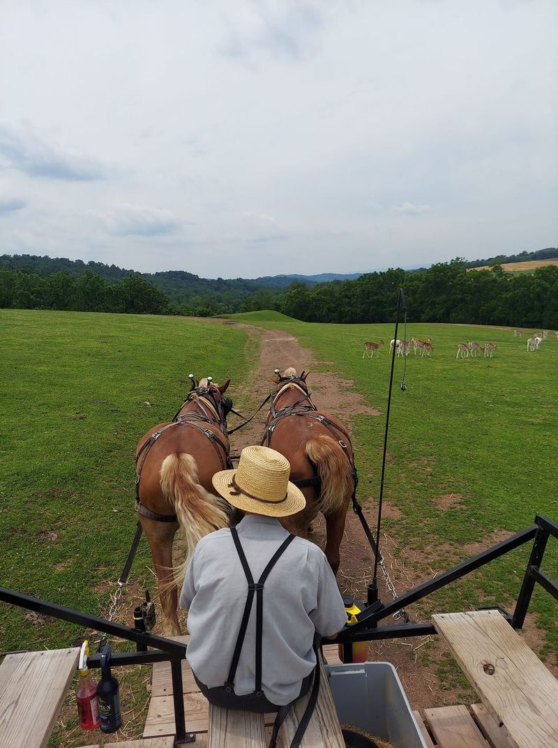 Green Horse Farm Animal Park & Petting Zoo - Dornsife Green Horse Farm Animal Park & Petting Zoo - Dornsife
