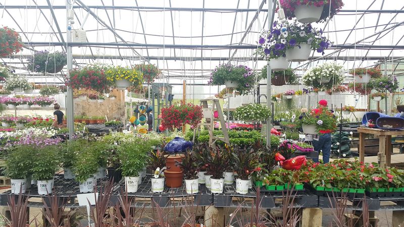 Greenhouses, Flowers, and the Color Break Between Fields Greenhouses, Flowers, and the Color Break Between Fields