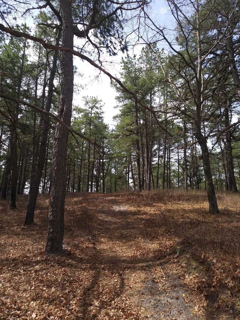 Greenwood Forest: Quiet, Remote, and Snake Aware Greenwood Forest: Quiet, Remote, and Snake Aware