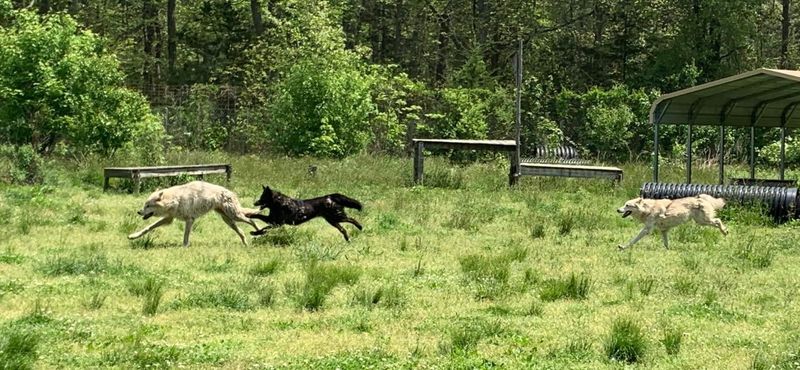 Guided Tours Reveal What Makes Wolfdogs So Fascinating
