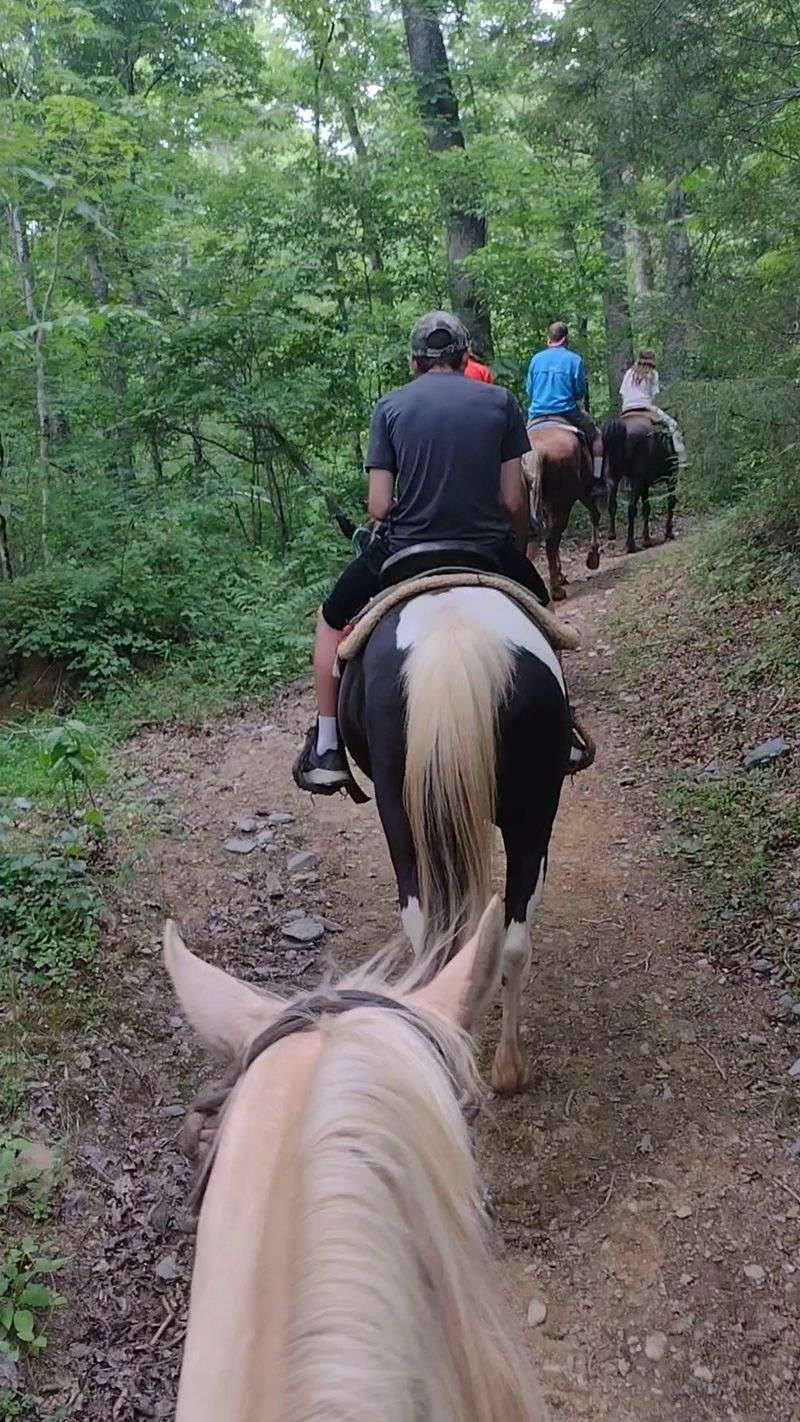 Guided Trail Rides Through Authentic Smoky Mountain Wilderness Guided Trail Rides Through Authentic Smoky Mountain Wilderness