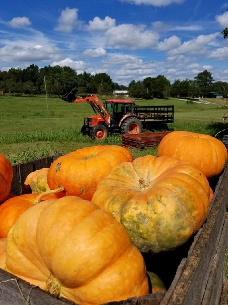 Guthrie Pumpkin Farm and Corn Maze in Riceville Guthrie Pumpkin Farm and Corn Maze in Riceville