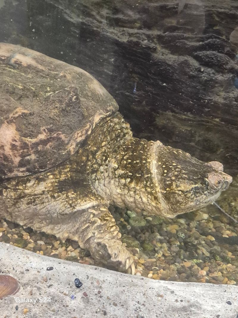 Live Animal Encounters With Turtles And Otters Live Animal Encounters With Turtles And Otters