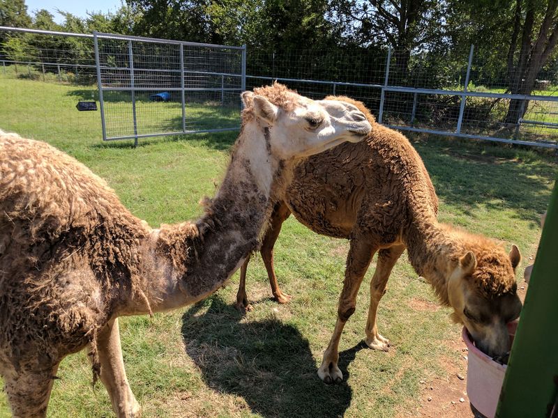 Hand-Feeding Camels, Zebras, And More Hand-Feeding Camels, Zebras, And More