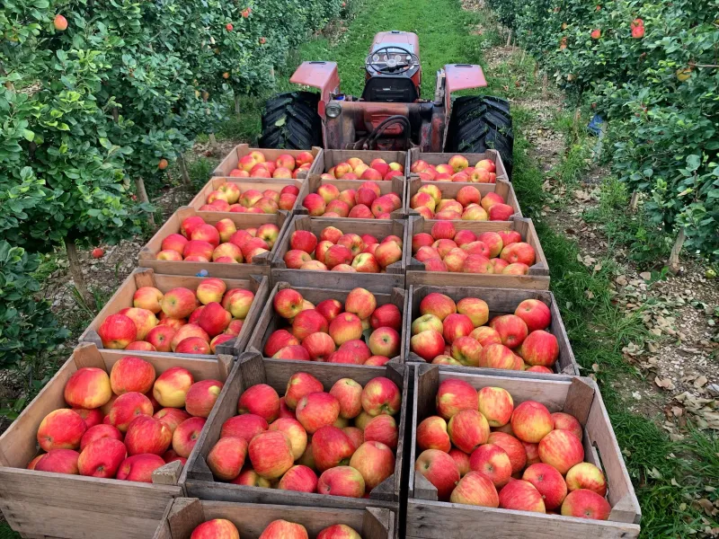 Hartford Orchards, Hartford Hartford Orchards, Hartford