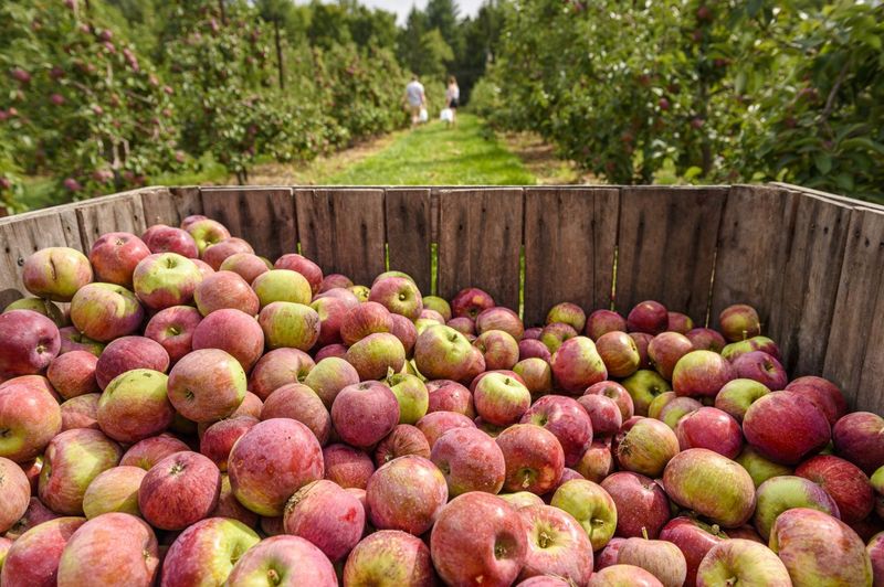 Hartford Orchards – Hartford