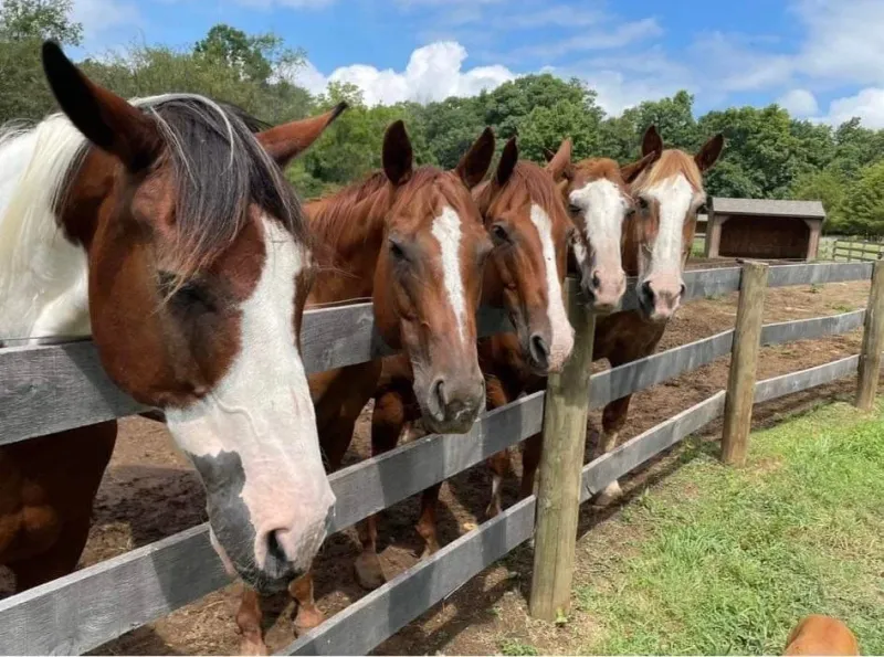 Head Over Hooves Farm - Coopersburg Head Over Hooves Farm - Coopersburg