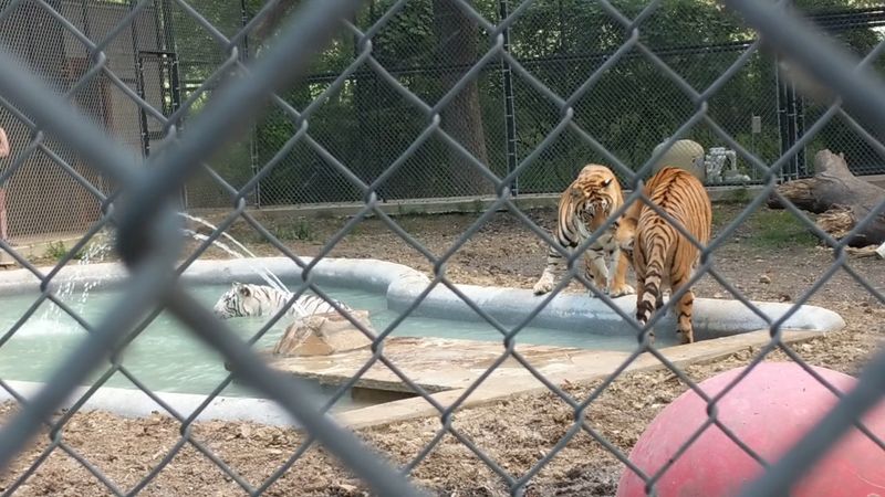 Hear the Absolutely Spine-Tingling Sound of Big Cat Roars