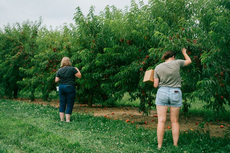 Highland Orchards, West Chester Highland Orchards, West Chester