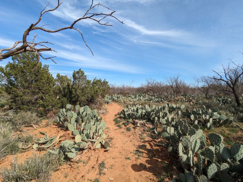 Hiking Trails Where Cactus Steals The Show Hiking Trails Where Cactus Steals The Show