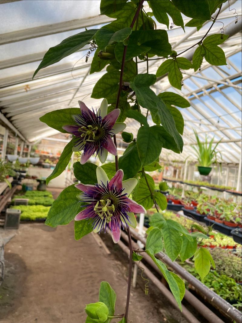 Houseplants With More Personality Than the Big Box Basics