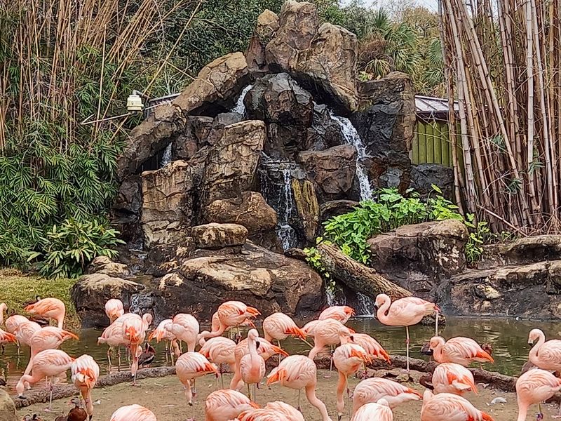 Houston Zoo (Houston) Houston Zoo (Houston)