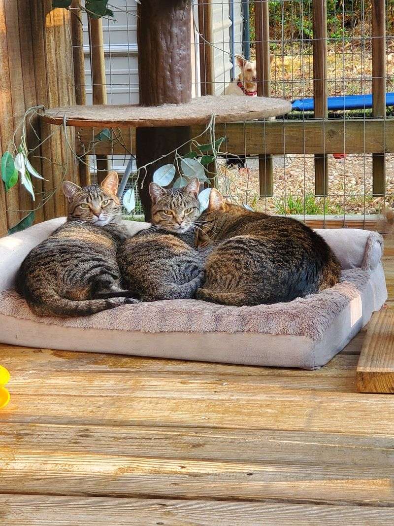 How Revelation Gardens Became a Safe Haven for Cats and Dogs How Revelation Gardens Became a Safe Haven for Cats and Dogs