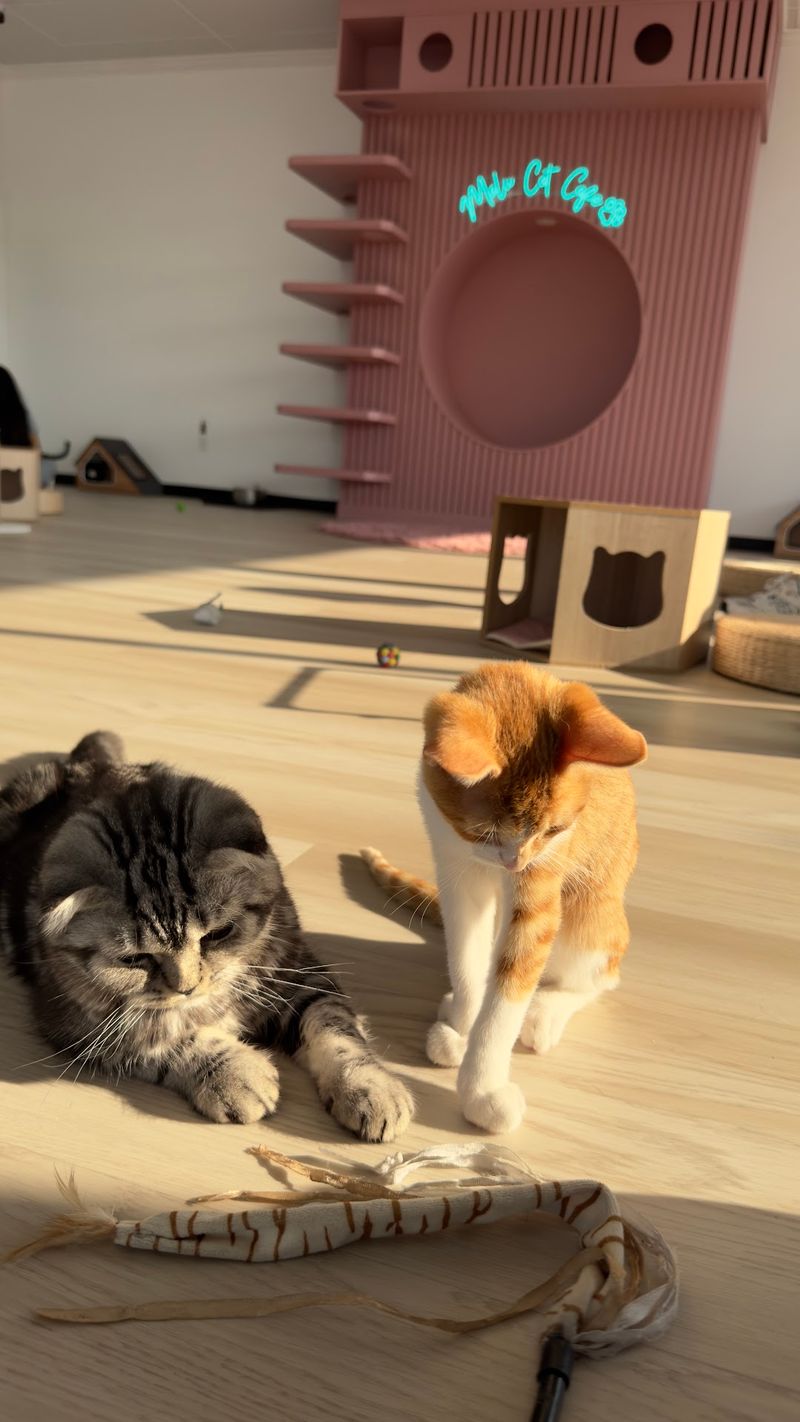 How to Make the Most of Cat Time Without Stressing the Cats How to Make the Most of Cat Time Without Stressing the Cats