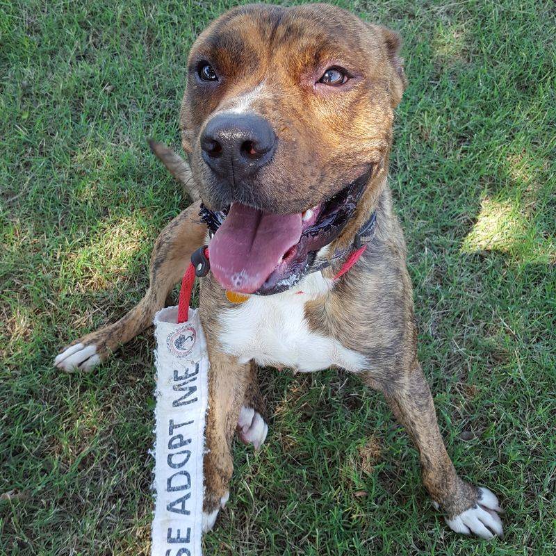 Humane Educational Society - Chattanooga Humane Educational Society - Chattanooga