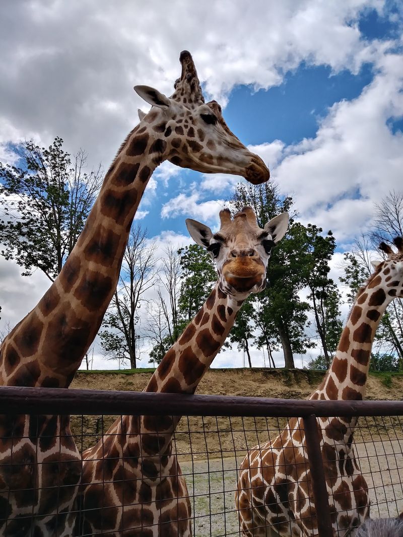 Hundreds of Animals Make Every Turn Interesting Hundreds of Animals Make Every Turn Interesting