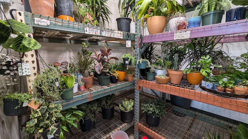 Plants and Pots in One Stop, Not Two Separate Errands