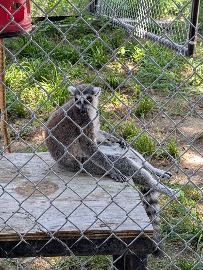 In-Sync Exotics Wildlife Rescue & Educational Center (Wylie) In-Sync Exotics Wildlife Rescue & Educational Center (Wylie)