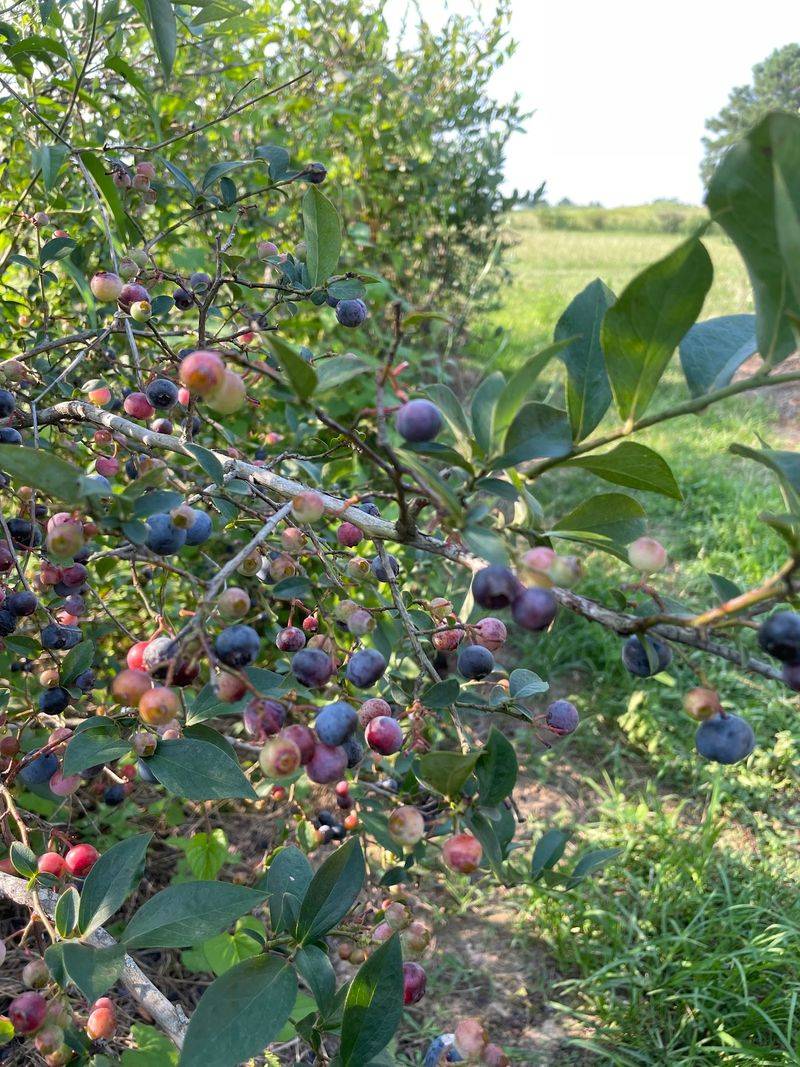 Kelley's Berry Farm – Castalian Springs Kelley's Berry Farm – Castalian Springs