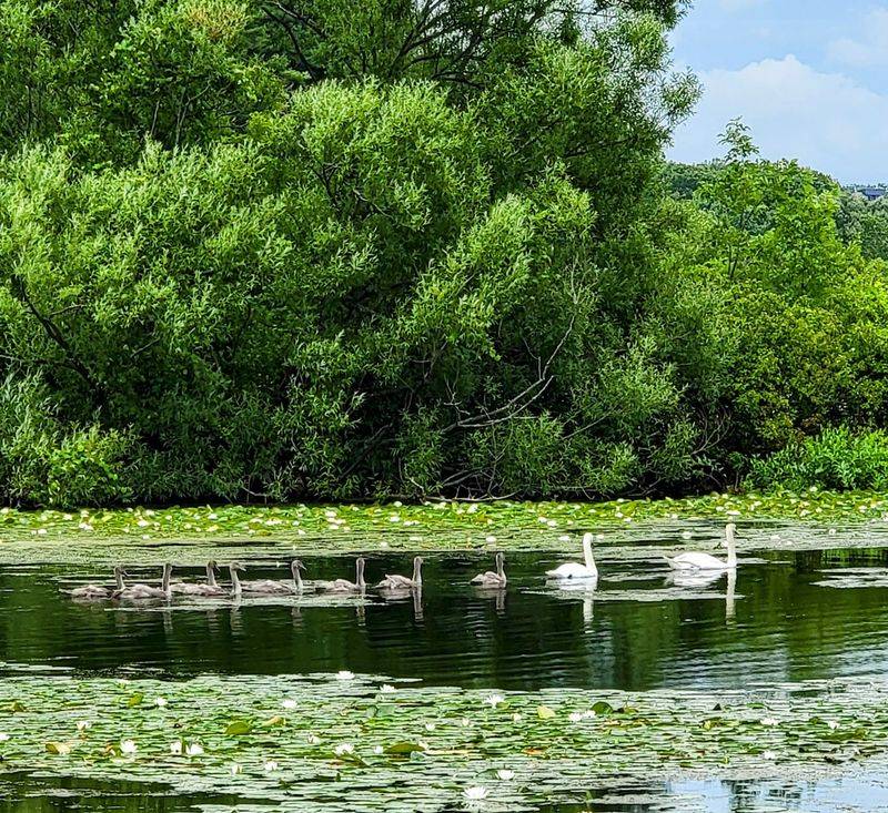 Lake Whitney (Whitney)